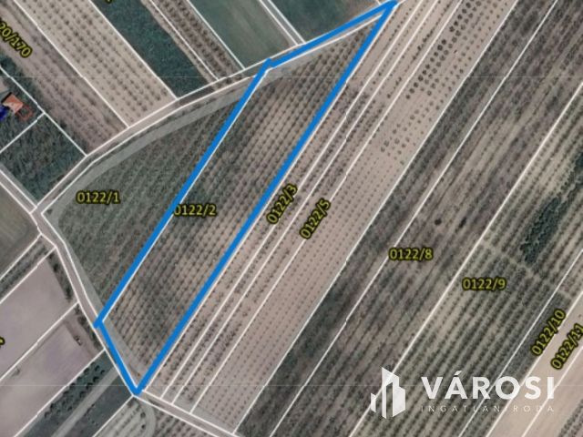 Bordányi barackos idei terméssel együtt Eladó